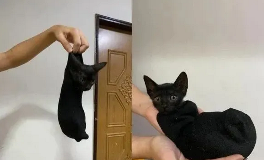 抓猫后颈它疯狂挣扎