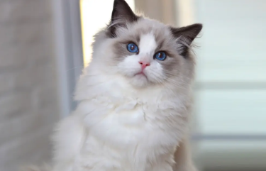 布偶猫吃剩饭能养活吗 布偶猫吃剩饭能养活吗