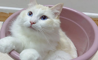 cfa比赛布偶猫冠军图片