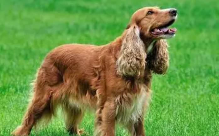 爱尔兰赛特犬适合在城市养吗？为什么