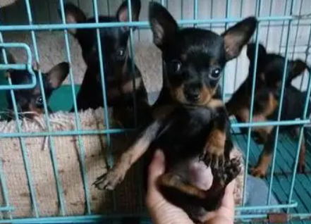 小鹿犬和什么杂交最好看
