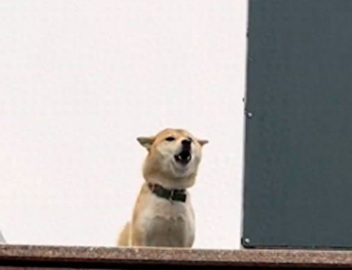 走丢17天的柴犬被找回，它变成飞机耳边吼叫边摇尾巴，太高兴了！