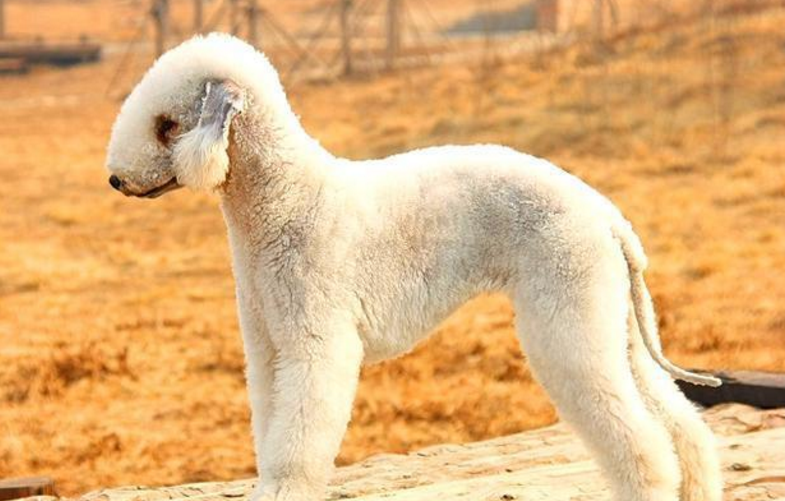长得像羊的狗是什么品种