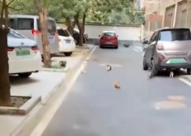 河南：女子路遇小猫喊了声，结果被猫群包围，网友：羡慕吸猫体质