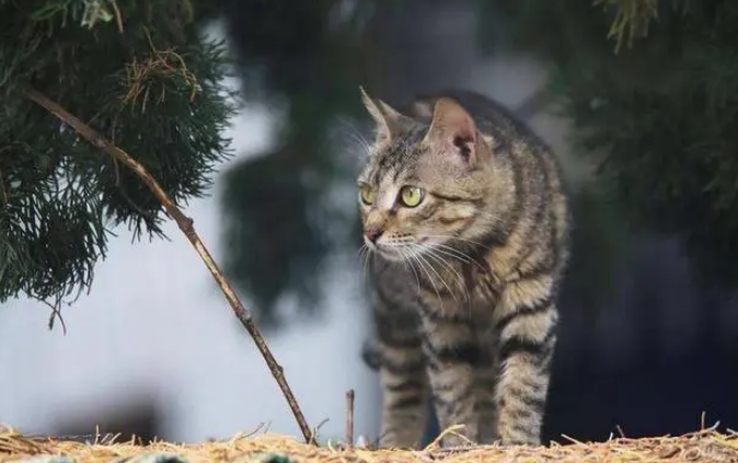 虹猫蓝兔七侠传主题曲歌词 虹猫蓝兔七侠传主题曲歌词