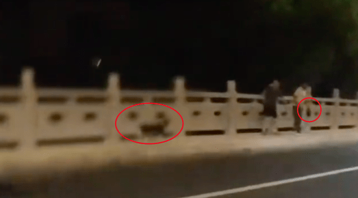 女生遇狗贩子抓流浪狗，鼓足勇气骑车去拦截！结果舒适却有遗憾