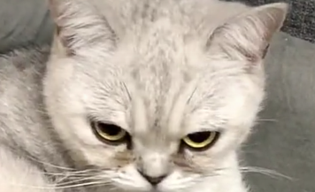 猫爸爸是蓝猫,猫妈妈是白猫,网友:那猫崽子咋成“串”了? 猫爸爸是蓝猫,猫妈妈是白猫,网友:那猫崽子咋成“串”了?