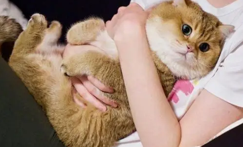 桌面小猫代打怎么换皮肤