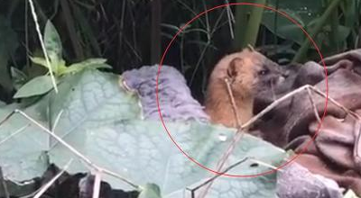 奶奶收养20多只流浪猫,自从来了一位不速之客后,小猫接连失踪 奶奶收养20多只流浪猫,自从来了一位不速之客后,小猫接连失踪