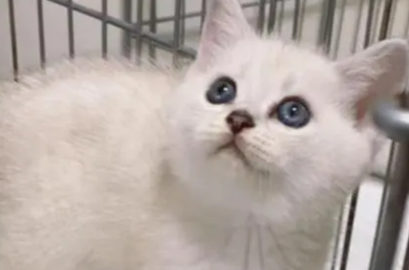 杭州男子带猫做绝育时,傻眼了:怎么是母猫? 杭州男子带猫做绝育时,傻眼了:怎么是母猫?