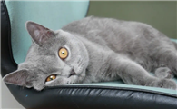 英短蓝猫应激症状