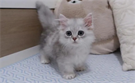 爆米花猫是什么品种