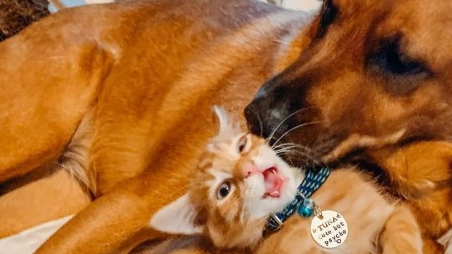 大狗对小橘猫一见钟情,将它当成自己的小孩一样照顾! 大狗对小橘猫一见钟情,将它当成自己的小孩一样照顾!