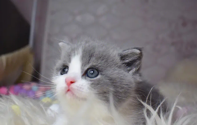 矮脚猫蓝白多少钱