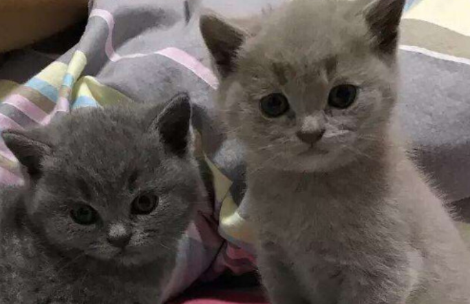 蓝猫换毛期是什么时候