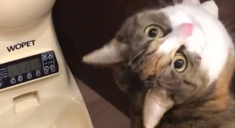 猫咪对自动喂食器拜拜，它双手合十非常虔诚：给我点吃的吧！
