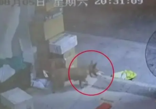 快递小哥欲哭无泪,价值万元包裹被流浪狗“精准”叼走 快递小哥欲哭无泪,价值万元包裹被流浪狗“精准”叼走