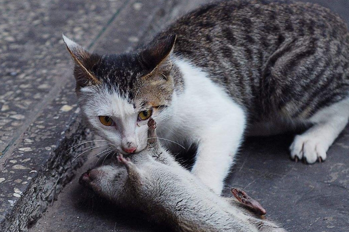 不管白猫黑猫抓住老鼠就是好猫