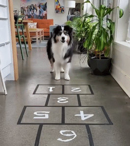 “救命,同样都是牧羊犬,可这货为啥看着哈里哈气的?” “救命,同样都是牧羊犬,可这货为啥看着哈里哈气的?”