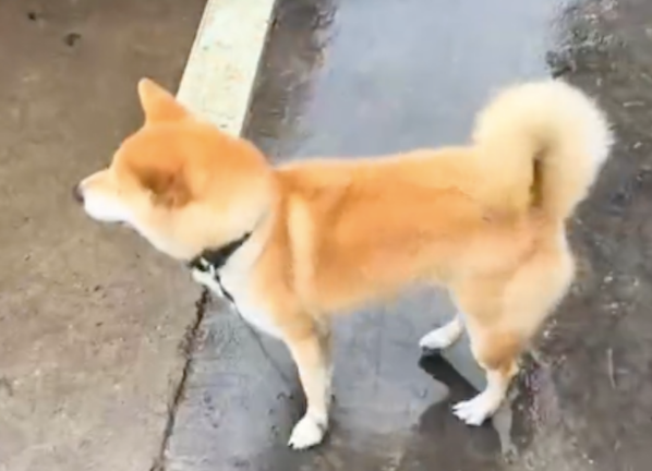 走丢17天的柴犬被找回，它变成飞机耳边吼叫边摇尾巴，太高兴了！
