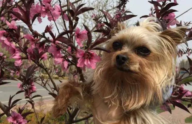 形容桃花的四字成语 形容桃花的四字成语