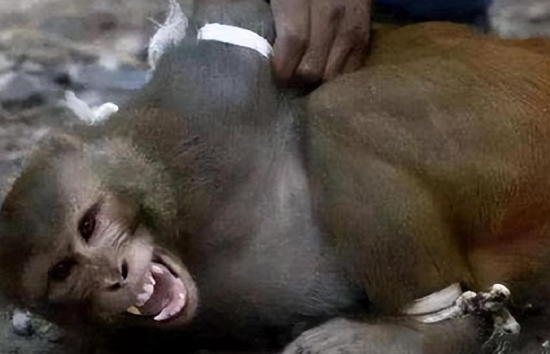 打死猴子犯法吗 打死猴子犯法吗