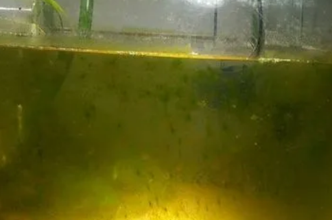 鱼缸长褐藻是不是水质不好 鱼缸长褐藻是不是水质不好