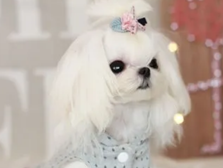 马尔济斯犬是不是只有白色