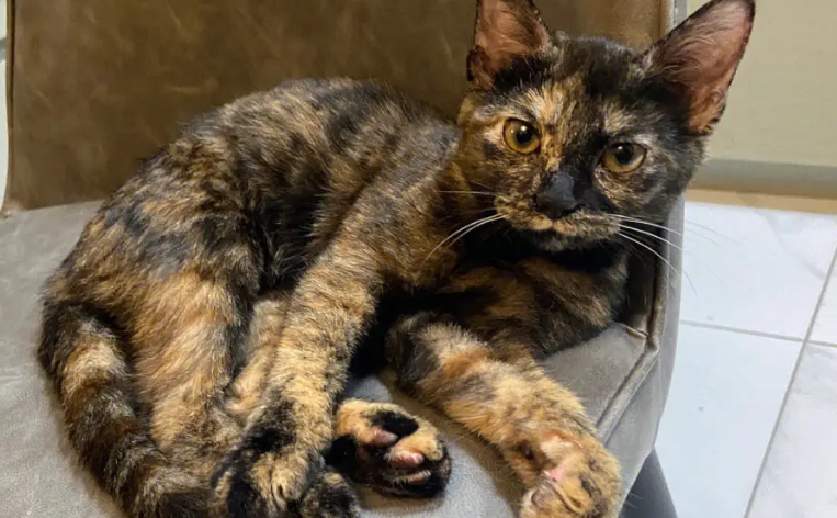 玳瑁猫最好的是什么品种 玳瑁猫最好的是什么品种