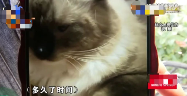 小猫献血后蔫了近10天，铲屎官肠子都悔青