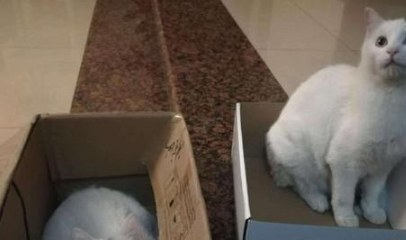 现实版真假孙悟空,捡了一只流浪猫,竟然和家里的猫长得一模一样 现实版真假孙悟空,捡了一只流浪猫,竟然和家里的猫长得一模一样