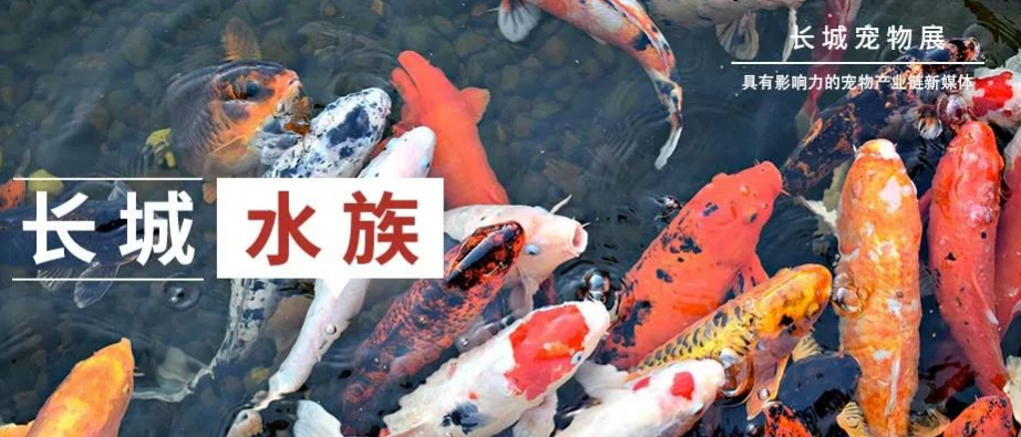 臻选优品 独家首发|金利佳线上展部分水族新品抢先曝光 臻选优品 独家首发|金利佳线上展部分水族新品抢先曝光