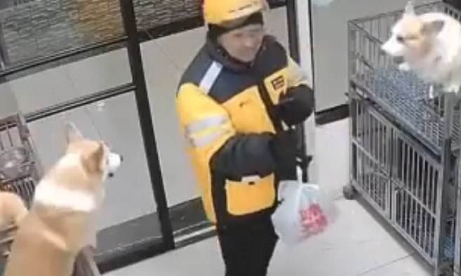 小哥送餐到宠物店狗狗们夹道欢迎
