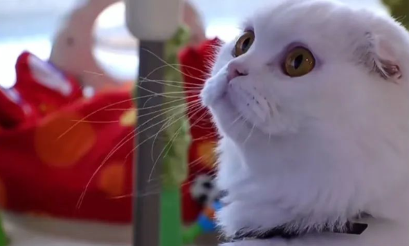 一只从出生就开始站立的小猫，得知原因后主人愧疚的流下了眼泪。