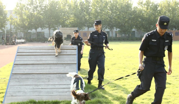 又美又飒!警花与警犬的奋斗青春 又美又飒!警花与警犬的奋斗青春