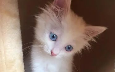 蓝眼睛的猫多少钱一只