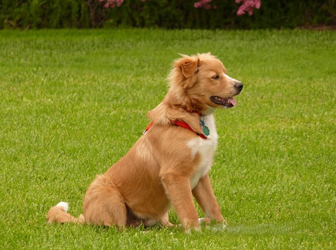 完美饲养指南:培养你的新斯科舍猎鸭寻猎犬 完美饲养指南:培养你的新斯科舍猎鸭寻猎犬