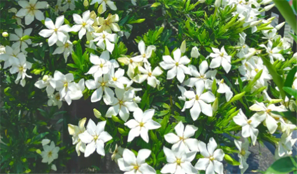 栀子花是什么科 栀子花是什么科