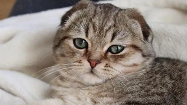 高地立耳猫寿命是多久 高地立耳猫寿命是多久