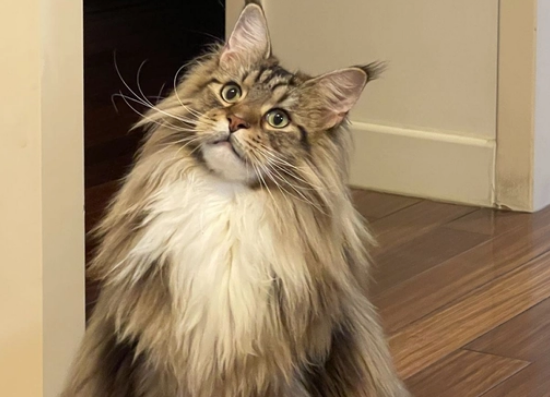 缅因猫和挪威森林猫哪个更大 缅因猫和挪威森林猫哪个更大
