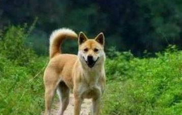 农村土狗都喂些什么?看完真的很心酸 农村土狗都喂些什么?看完真的很心酸