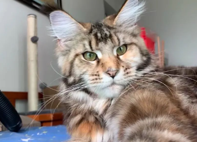 缅因猫被人当成猞猁送进了派出所,主人一脸尴尬去保释 缅因猫被人当成猞猁送进了派出所,主人一脸尴尬去保释