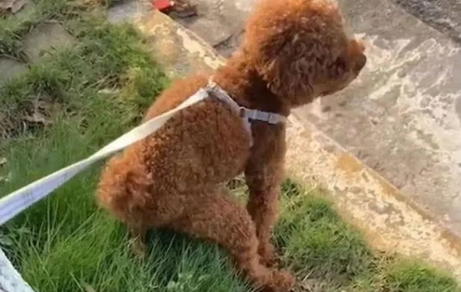 泰迪咬紧我的裤脚,不让我出门,几小时后就生了宝宝 泰迪咬紧我的裤脚,不让我出门,几小时后就生了宝宝