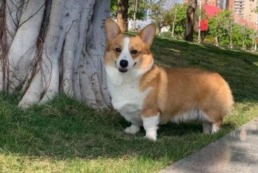 山东男子虐杀柯基犬，事后还威胁妻子，他家人的态度更是冷漠如冰