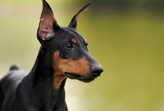 标体宾莎犬禁养吗