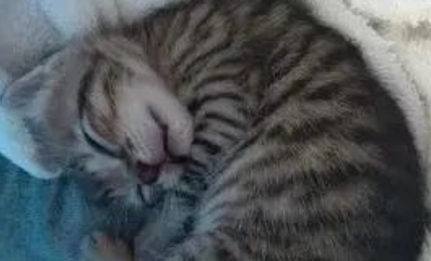 硬汉捡到小奶猫后不仅照顾吃喝还给搭建乐园…网友:男妈妈! 硬汉捡到小奶猫后不仅照顾吃喝还给搭建乐园…网友:男妈妈!