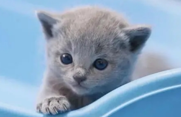 纯种蓝猫价格多少钱一只 图片