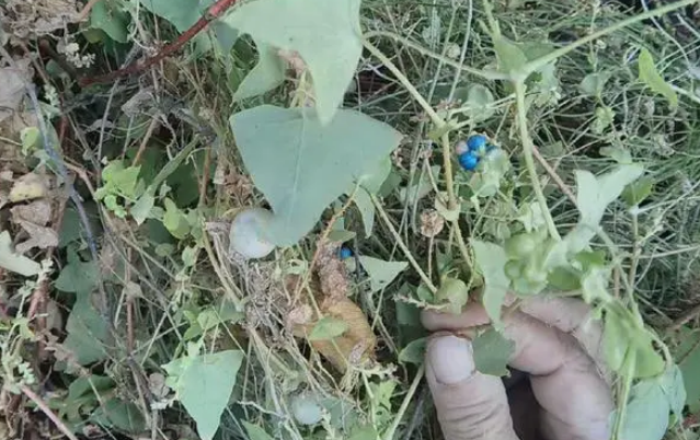 蛇不见草药图片