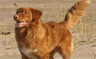 捉鸭高手--新斯科舍诱鸭寻回犬
