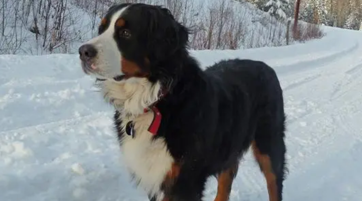 伯恩山犬的常见疾病 注意预防是关键